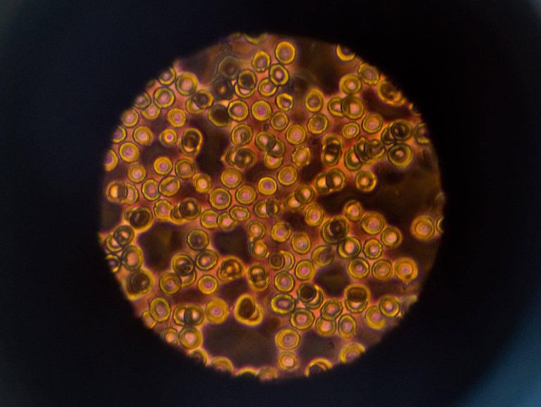 Elderly athlete breaks Thai 100m record – for centenarians